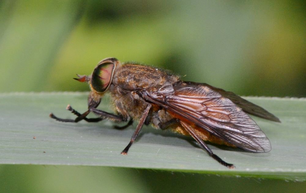 Tabanidae: Hybomitra ciureai